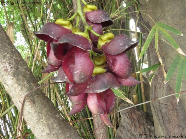 油麻藤開(kāi)花樹(shù)葉樹(shù)藤圖片