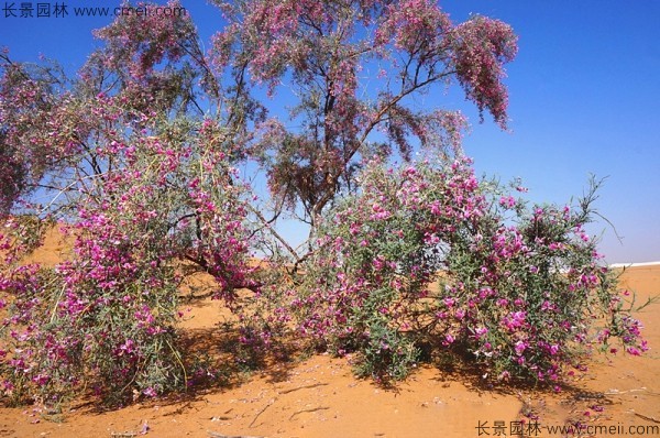 花棒開(kāi)花圖片