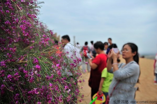 花棒開(kāi)花圖片