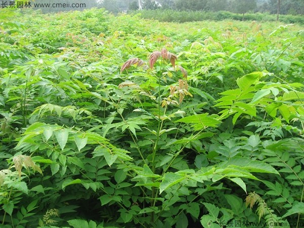 黃山欒樹(shù)種子發(fā)芽出苗圖片