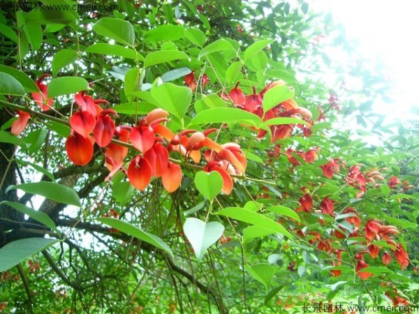 雞冠刺桐種子發(fā)芽出苗開花圖片