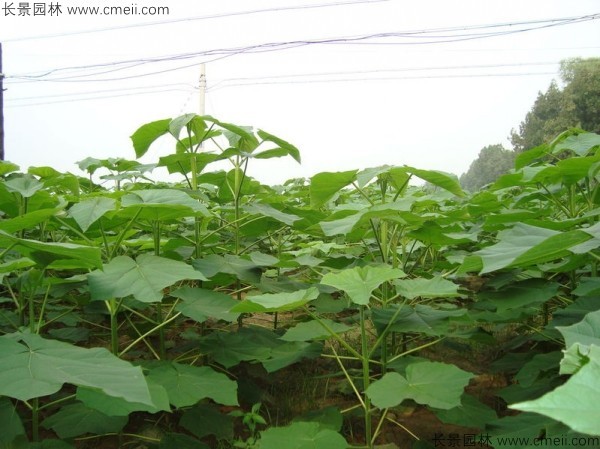 泡桐種子發(fā)芽出苗圖片