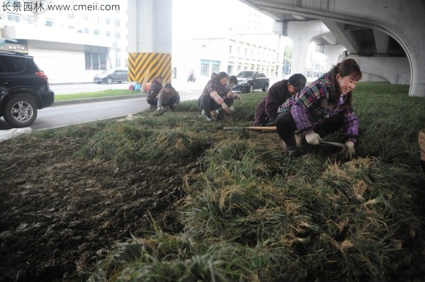 麥冬草種子發(fā)芽出苗開花圖片