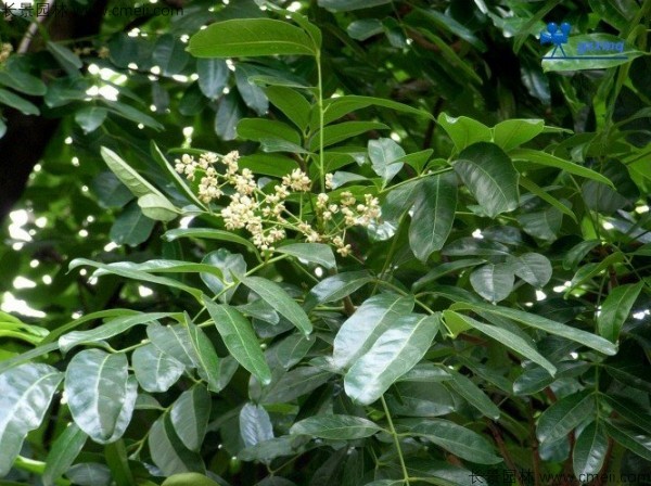 桃花心木種子發(fā)芽出苗圖片