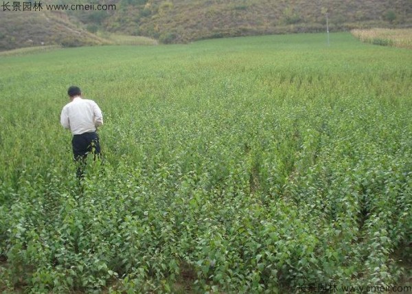 山杏種子發(fā)芽出苗圖片