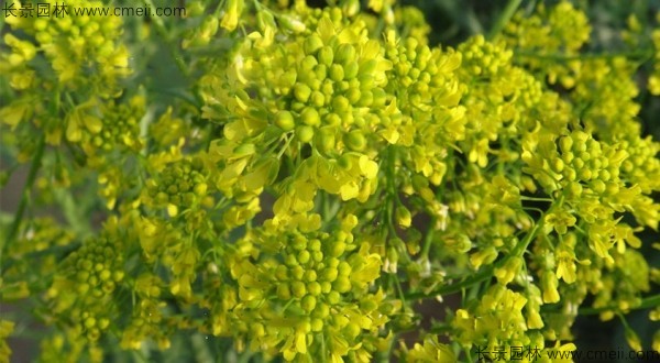 板藍(lán)根種子發(fā)芽出苗開花圖片