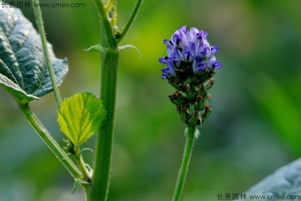 補(bǔ)骨脂種子發(fā)芽出苗開(kāi)花圖片