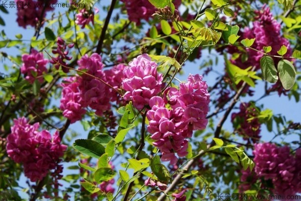 紅花槐種子發(fā)芽出苗開(kāi)花圖片