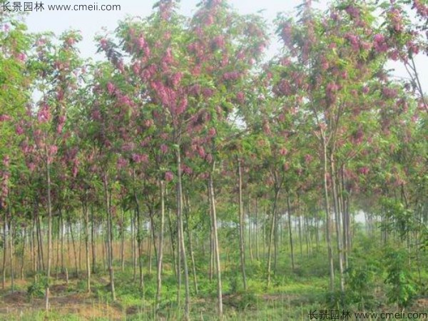 紅花槐種子發(fā)芽出苗開(kāi)花圖片