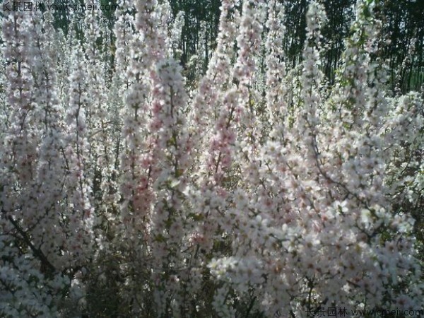 鈣果種子發(fā)芽出苗開花結(jié)果圖片