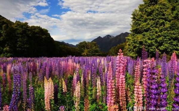 羽扇豆種子發(fā)芽出苗開花圖片