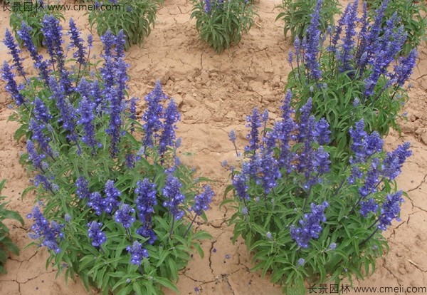 鼠尾草種子發(fā)芽出苗開花圖片