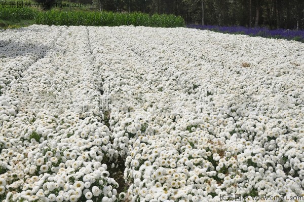 翠菊種子發(fā)芽出苗開花圖片