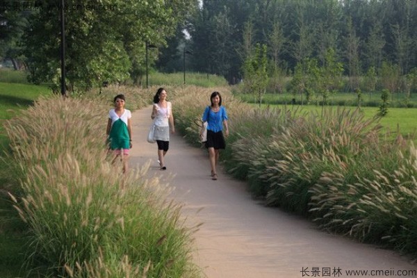 野芒草種子發(fā)芽出苗圖片