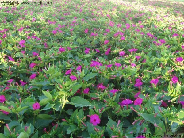 紫茉莉種子發(fā)芽出苗開花圖片