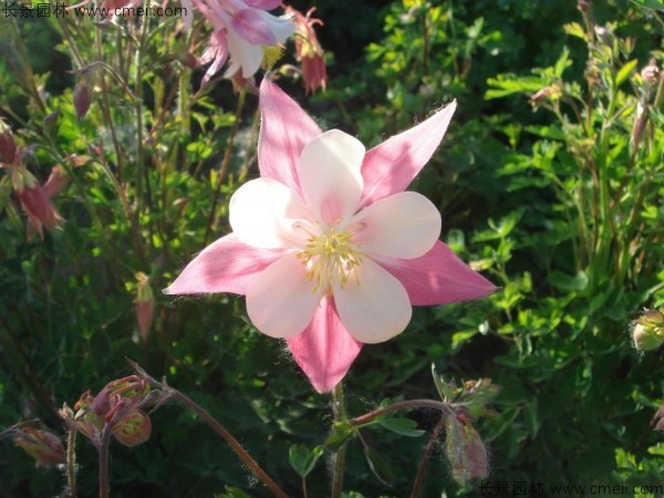 耬斗菜種子發(fā)芽出苗開花圖片