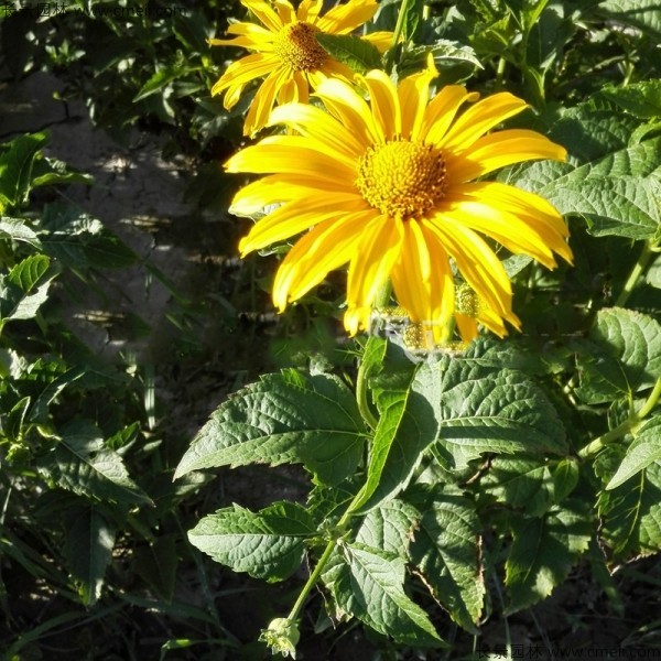 黃菊花種子發(fā)芽出苗圖片