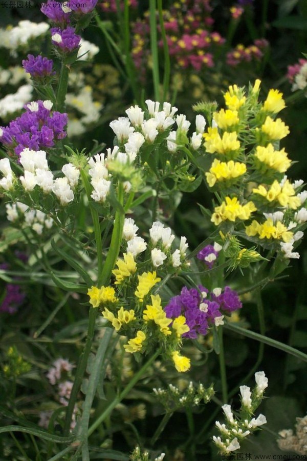 勿忘我種子發(fā)芽出苗開(kāi)花圖片