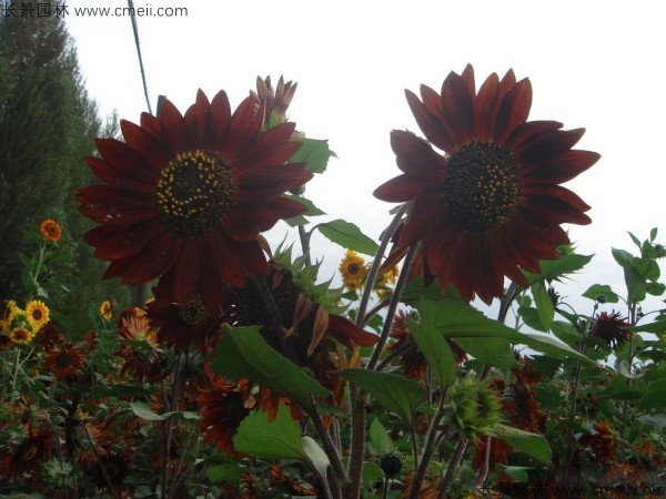 觀賞向日葵種子發(fā)芽出苗開(kāi)花圖片