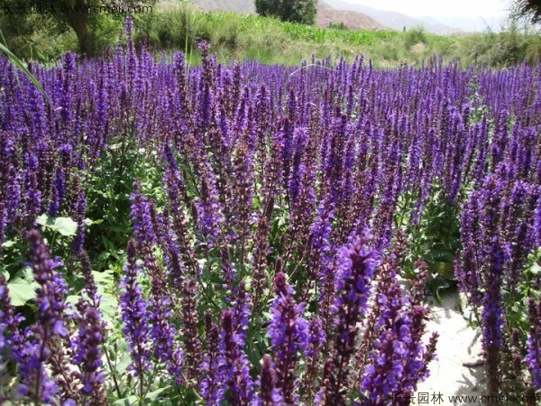 藍花鼠尾草種子發(fā)芽出苗開花圖片