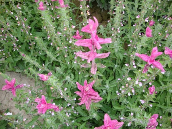 粉花鼠尾草種子發(fā)芽出苗開(kāi)花圖片