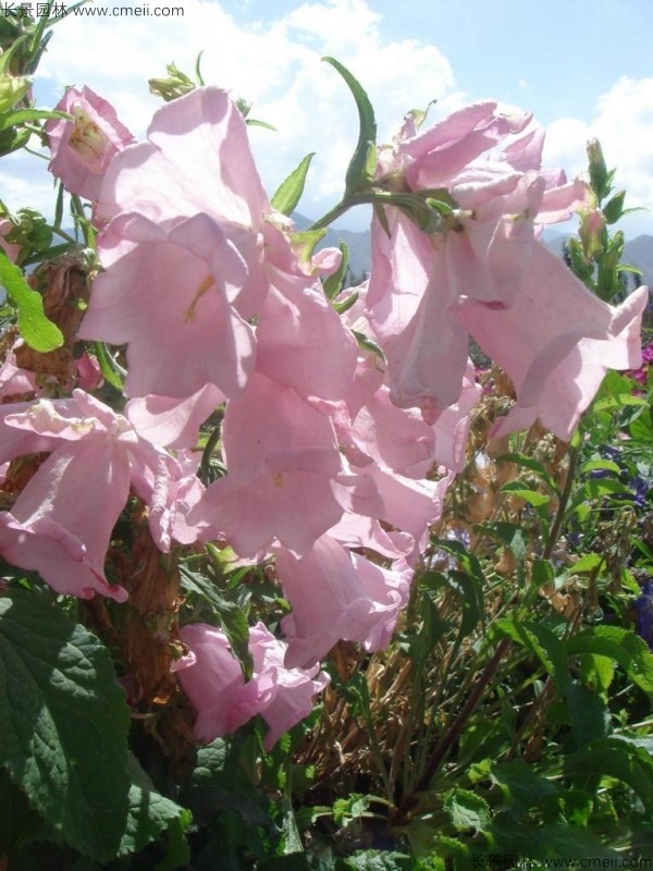 風(fēng)鈴花種子發(fā)芽出苗開花圖片