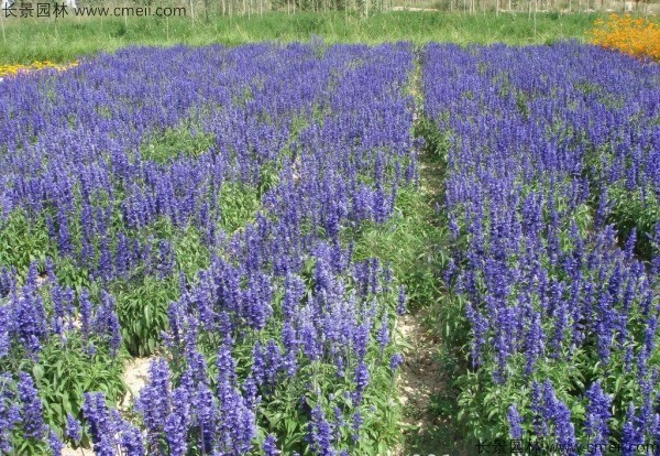 芳香鼠尾草種子發(fā)芽出苗開花圖片