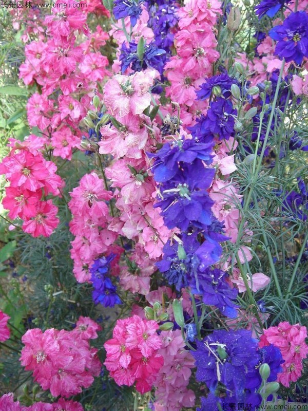 飛燕草種子發(fā)芽出苗開花圖片