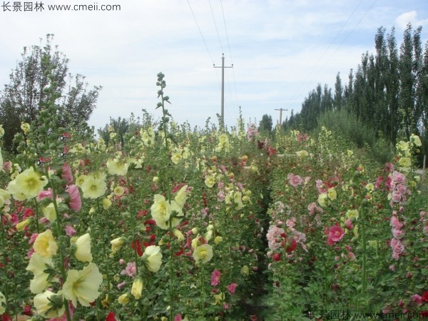 馬絡葵種子發(fā)芽出苗開花圖片