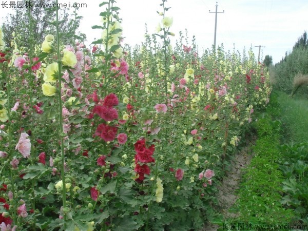 馬絡葵種子發(fā)芽出苗開花圖片