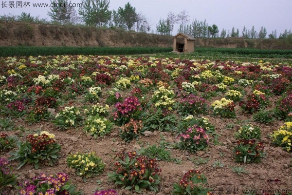 歐洲報(bào)春種子發(fā)芽出苗開花圖片