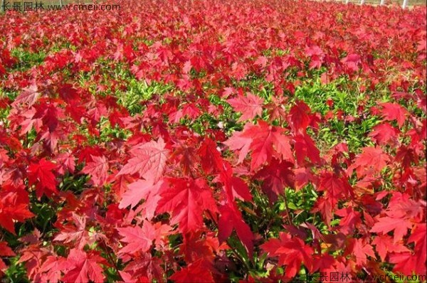 美國紅楓種子發(fā)芽出苗圖片