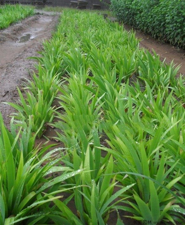 藍(lán)花鳶尾種子發(fā)芽出苗開花圖片