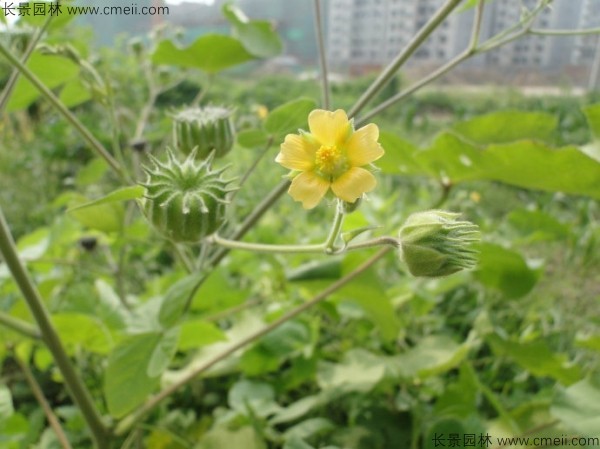 青麻種子發(fā)芽出苗開花圖片