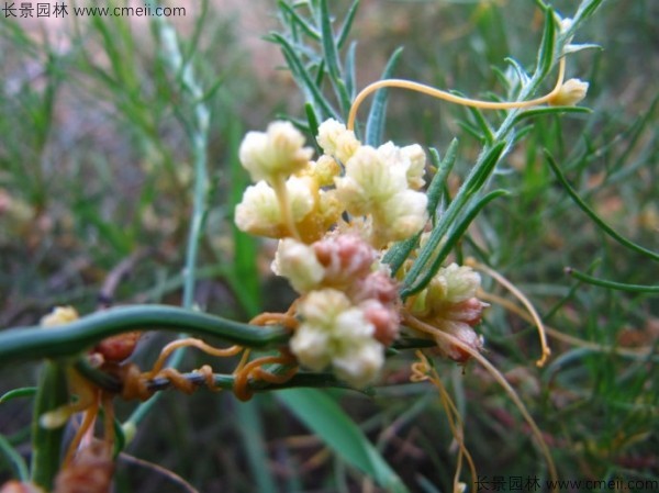 無(wú)根草種子發(fā)芽出苗圖片