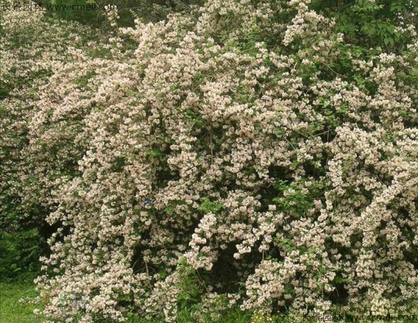 猬實(shí)種子發(fā)芽出苗開花圖片