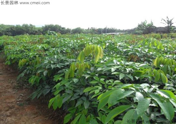 橡膠樹(shù)種子發(fā)芽出苗圖片