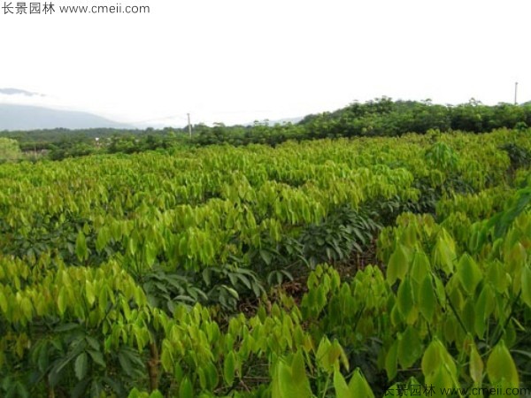 橡膠樹(shù)種子發(fā)芽出苗圖片