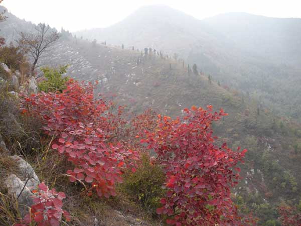 紅櫨種子發(fā)芽出苗圖片