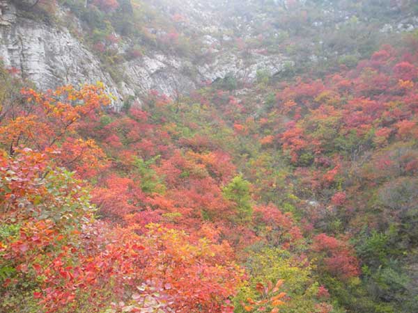 紅櫨種子發(fā)芽出苗圖片