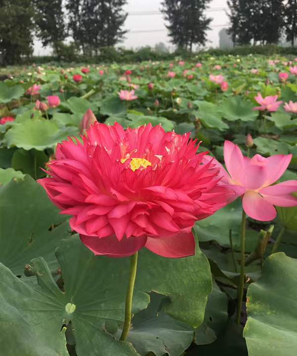 荷花種植基地實拍優(yōu)質品種類