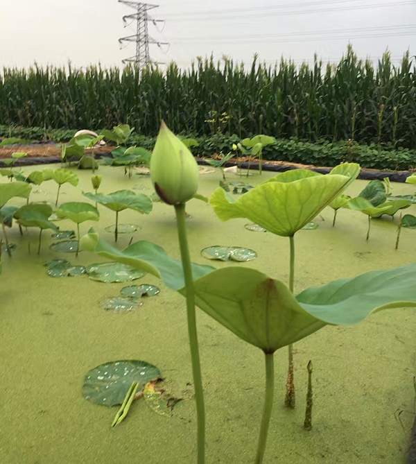 荷花種植基地實拍優(yōu)質品種類