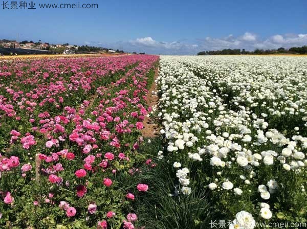 花毛莨開花圖片