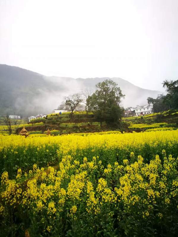 黃色花海油菜花田景觀鄉(xiāng)村旅游