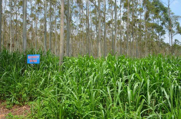 樹(shù)林里種植牧草