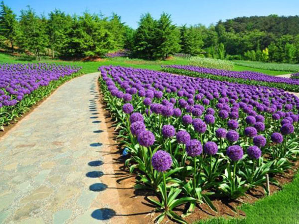 大花蔥開花花海景觀