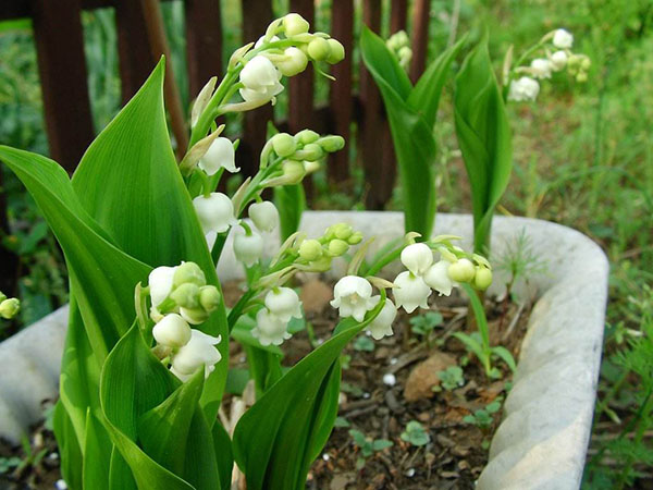 花卉植物鈴蘭