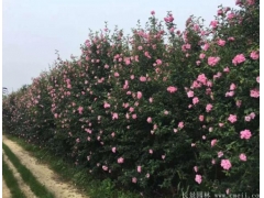 木槿樹(shù)苗、木槿花多少錢(qián)