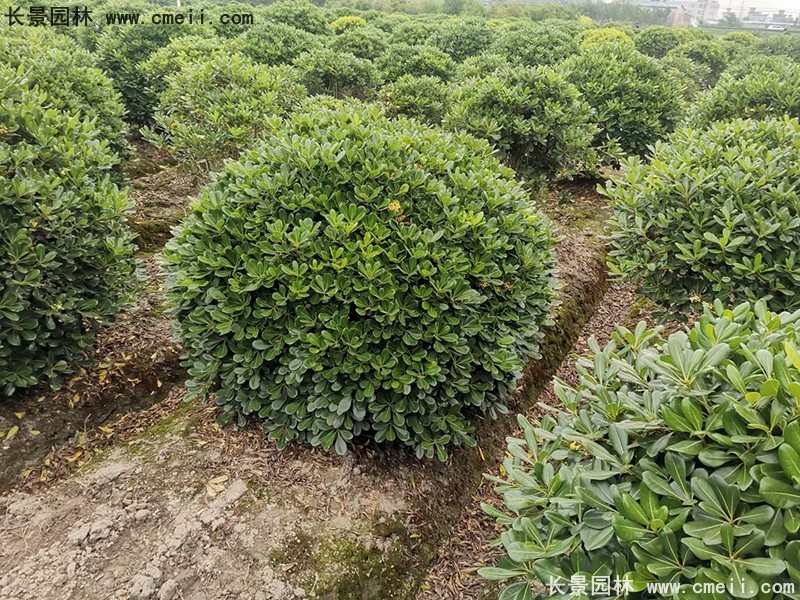 海桐球苗圃批發(fā)種植基地長(zhǎng)景園林