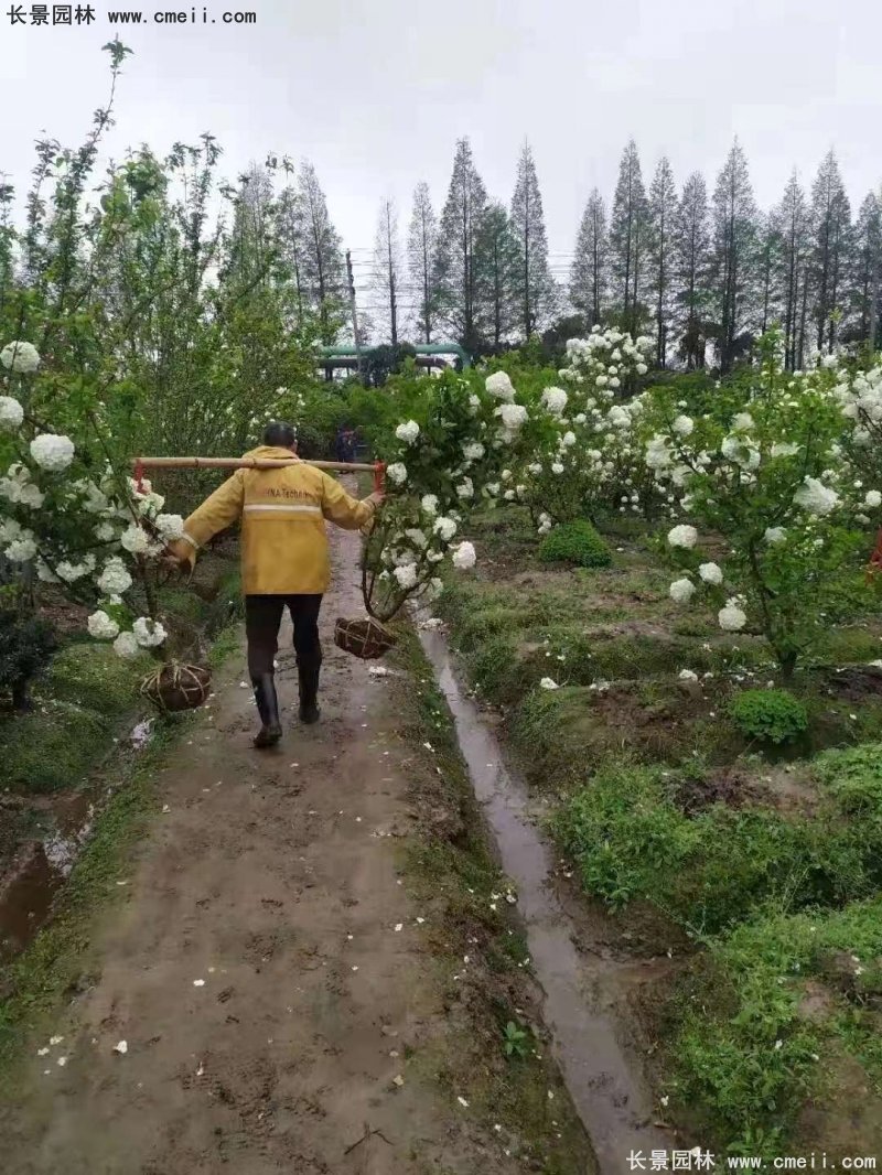 中華木繡球基地實(shí)拍圖片